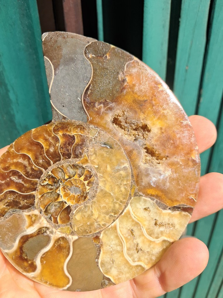 Ammoniitti - Kivettynyt eläin - Aioloceras (Cleoniceras) sp. - 11.4 cm - 8.3 cm (Ei pohjahintaa) #3.2