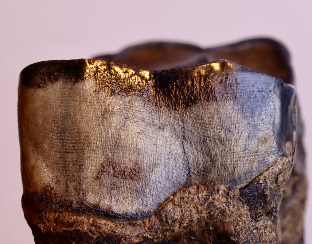 El rinoceronte de Merck - Diente fósil - Stephanorhinus kirchbergensis - 69 mm - 69 mm #2.1