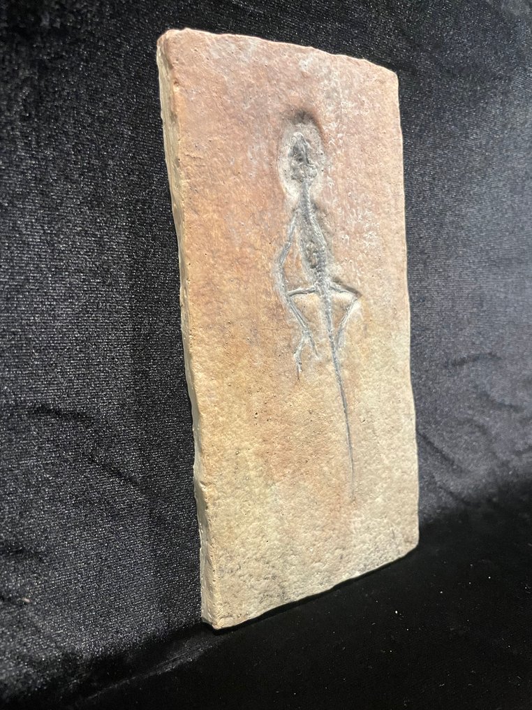 Αντίγραφο - Απολιθωμένος σκελετός - Homoeosaurus sp. - 19 cm - 10 cm  (χωρίς τιμή ασφαλείας) #3.2