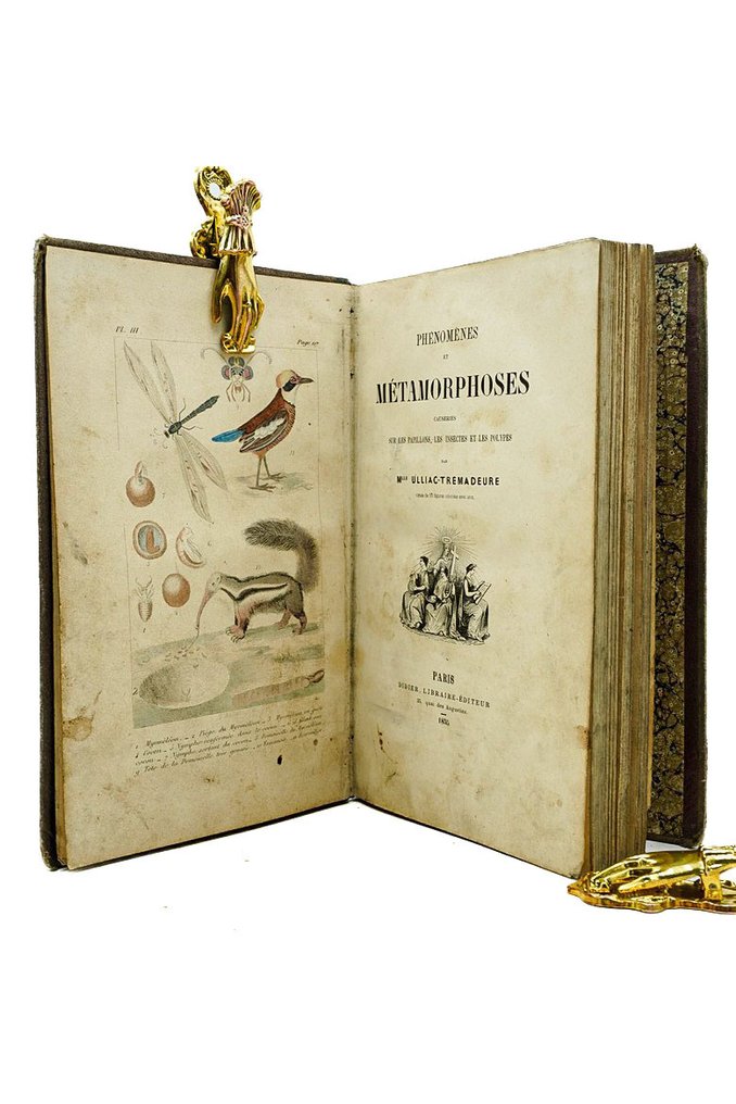 Mlle Ulliac-Trémadeure - Phénomènes et métamorphoses. causeries sur les paillons, les insectes et les Polypes - 1855 #1.0
