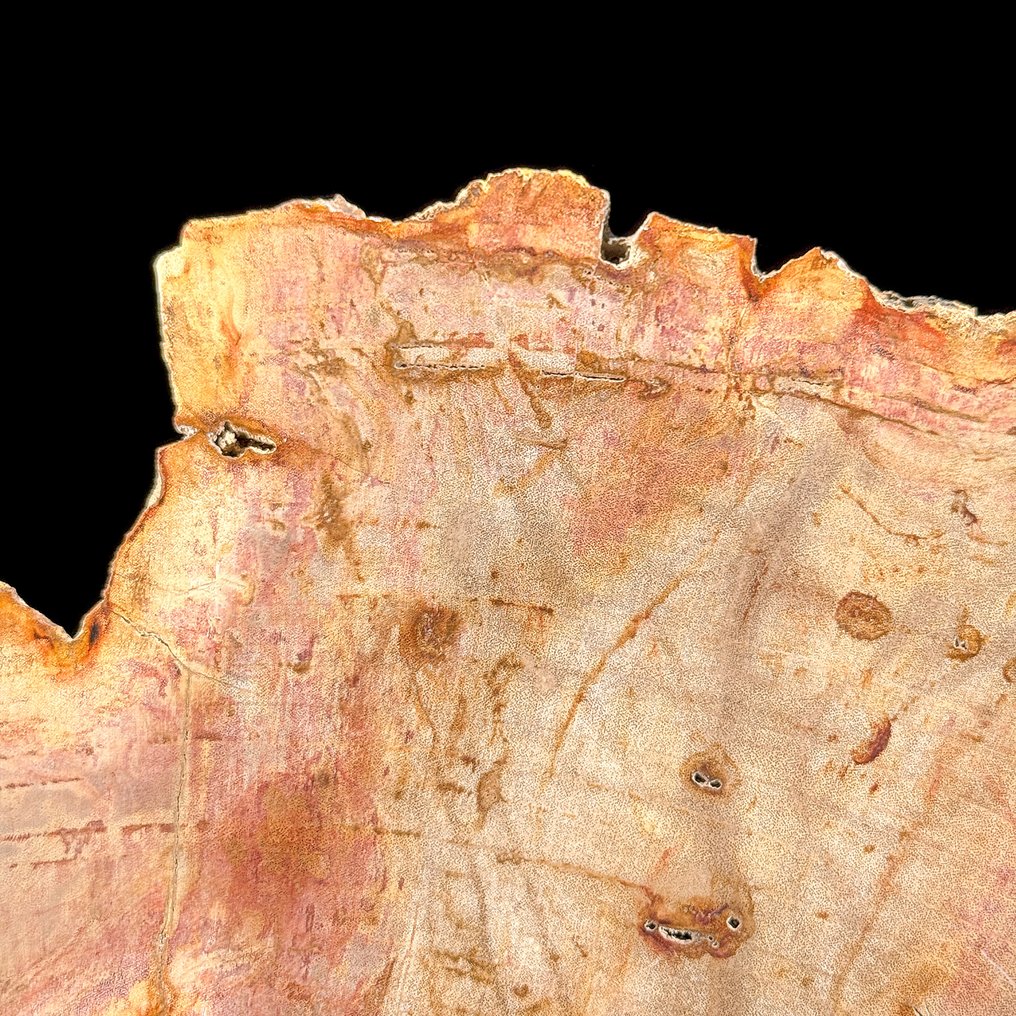 Εντυπωσιακή φέτα πετρωμένου ξύλου σε προσαρμοσμένη βάση. - Απολιθωμένο ξύλο  (χωρίς τιμή ασφαλείας) #4.3