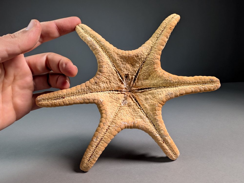 Meraviglioso set di 3 stelle marine (un esemplare eccezionale con 6 braccia) Allestimento tassidermico a corpo intero - Different species - 25 cm - 24.5 cm - 5 cm - 3 #4.3