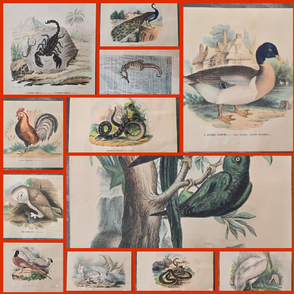 Lit. Petraroja - A. di Lorenzo dis." - Lot with 19 litographies - 1863 #1.0