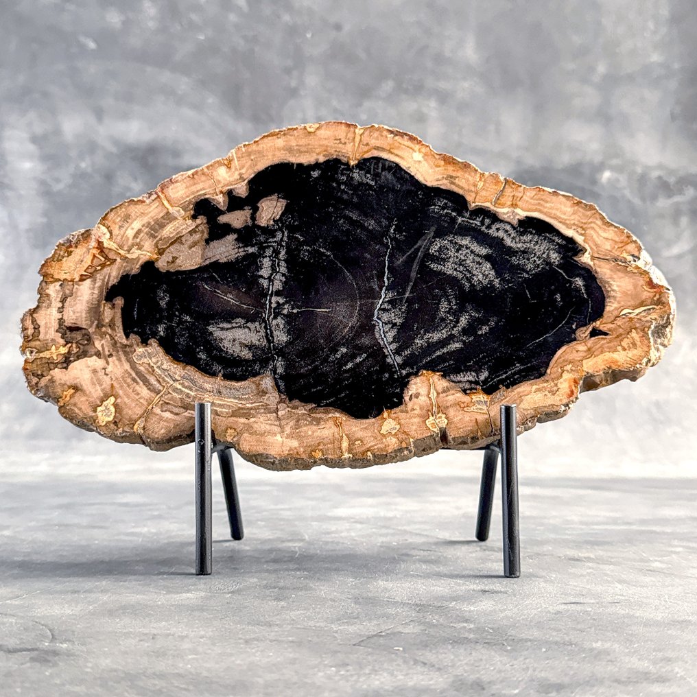 Stunning Slice of Petrified Wood on a custom stand - Fossilised wood (No reserve price) #2.1