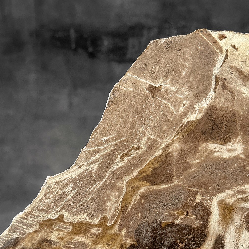 Stunning Slice of Petrified Wood on a custom stand - Fossilised wood  (No reserve price) #3.2