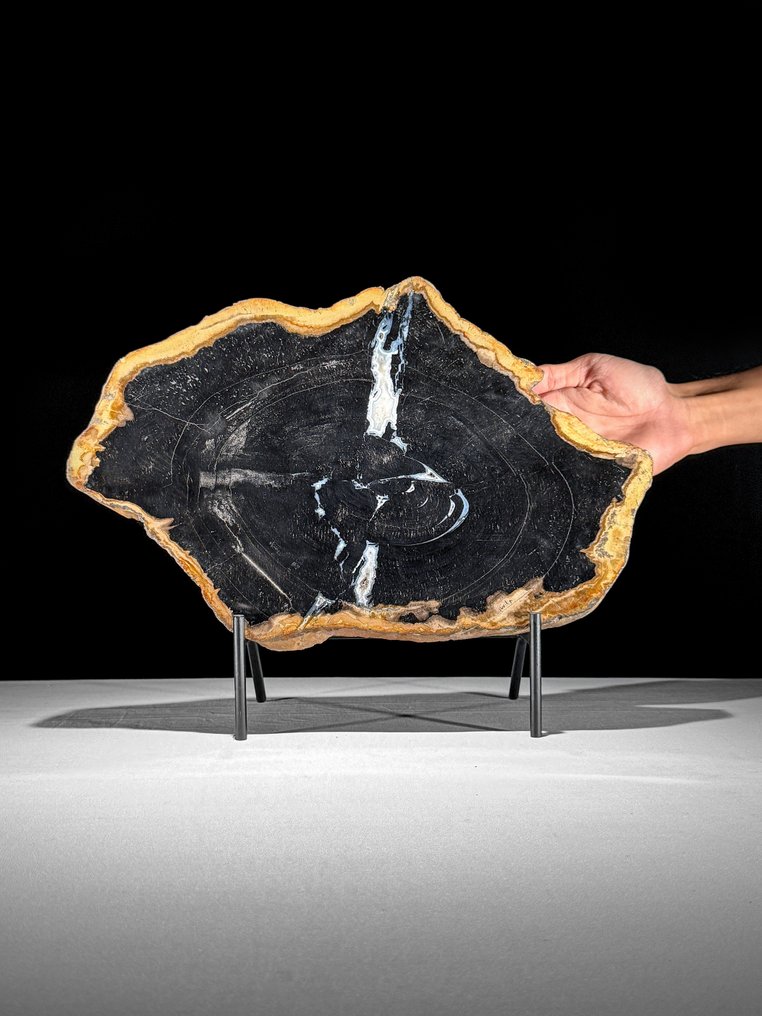 Εντυπωσιακή φέτα πετρωμένου ξύλου σε προσαρμοσμένη βάση. - Απολιθωμένο ξύλο  (χωρίς τιμή ασφαλείας) #1.0