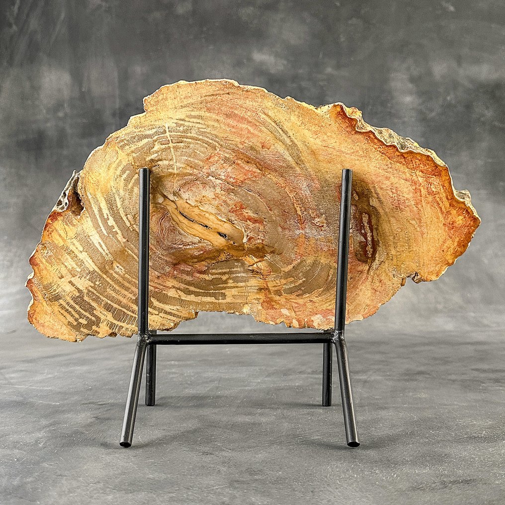 Felie uimitoare de lemn pietrificat pe un suport personalizat - Lemn fosilizat (Fără preț de rezervă) #1.0