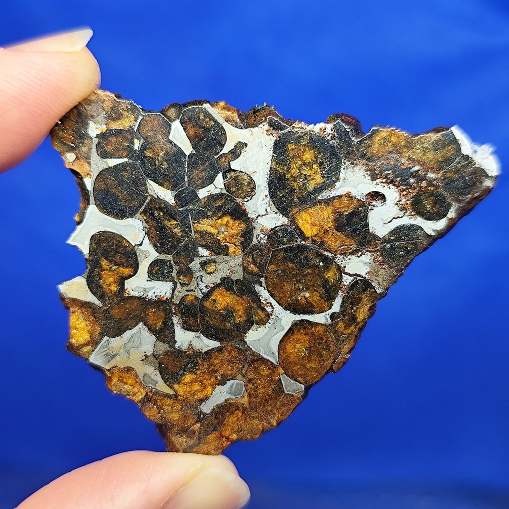 Very nice PALLASITE Slice. SERICHO (Kenya, 2016). Without reserve price! - 19.9 g #1.0