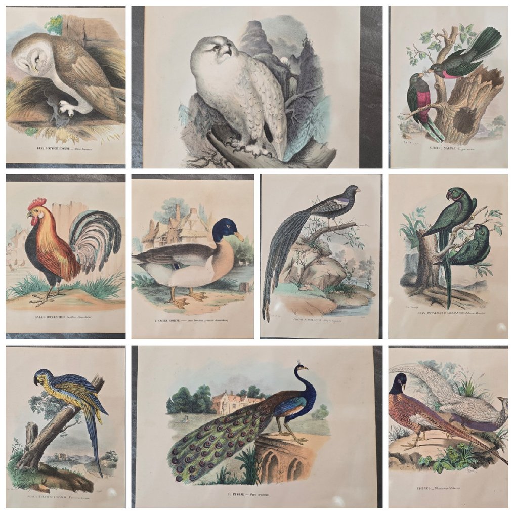 Lit. Petraroja - A. di Lorenzo dis." - Lot with 19 litographies - 1863 #2.1