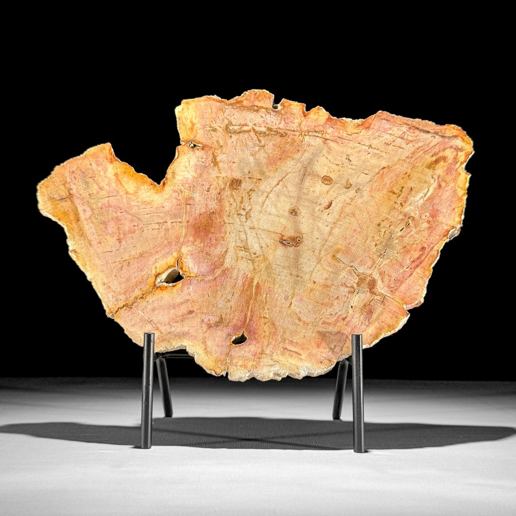 Εντυπωσιακή φέτα πετρωμένου ξύλου σε προσαρμοσμένη βάση. - Απολιθωμένο ξύλο  (χωρίς τιμή ασφαλείας) #2.1