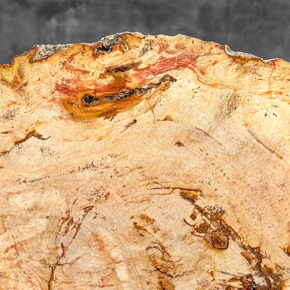 令人惊叹的化石木片，放置在定制底座上。 - 化石木材  (沒有保留價) #4.3