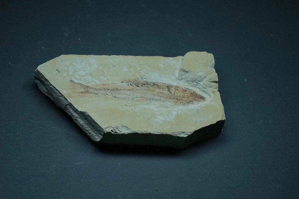 Tierfossil - fish - 9 cm  (Ohne mindestpreis) #4.3