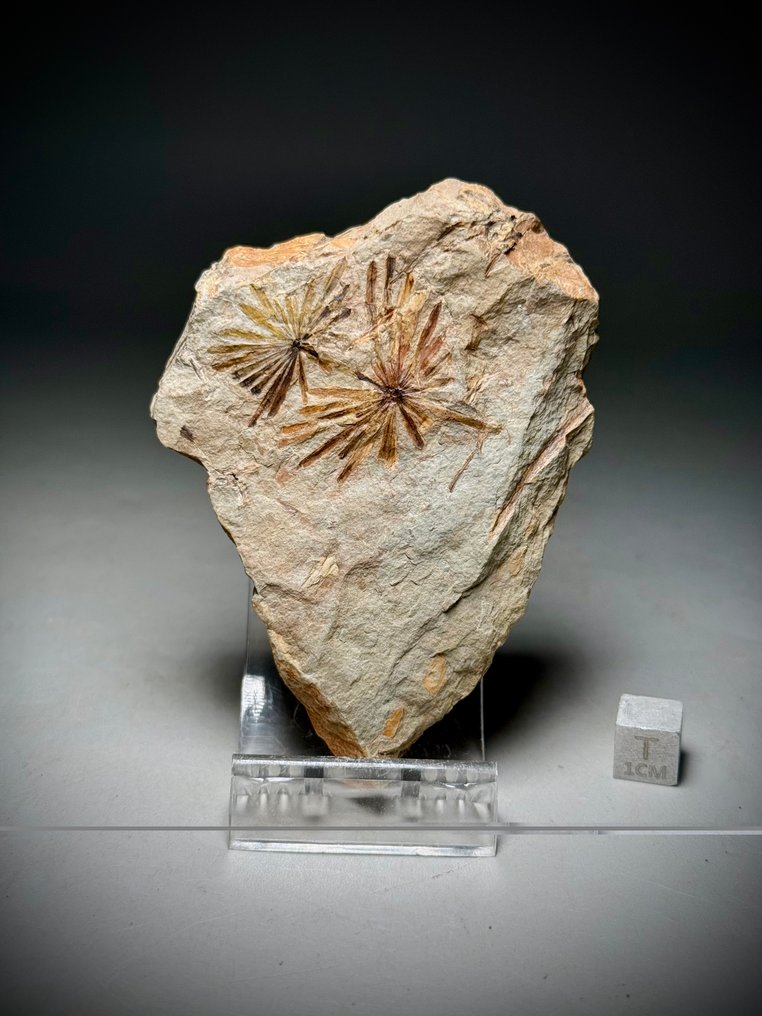 Atemberaubender fossiler Farn - Versteinerte Pflanze - Annularia muricata #4.3