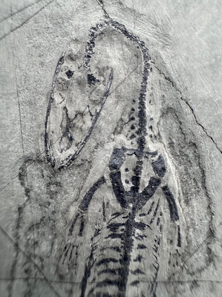 juvenile Keichousaurus - Fossilised animal - Keichousaurus  (No reserve price) #2.1