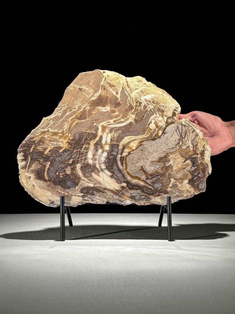 Stunning Slice of Petrified Wood on a custom stand - Fossilised wood  (No reserve price) #1.0