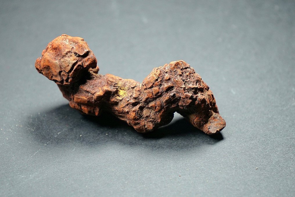 Fossiles Fragment - 7 cm (Ohne mindestpreis) #2.1