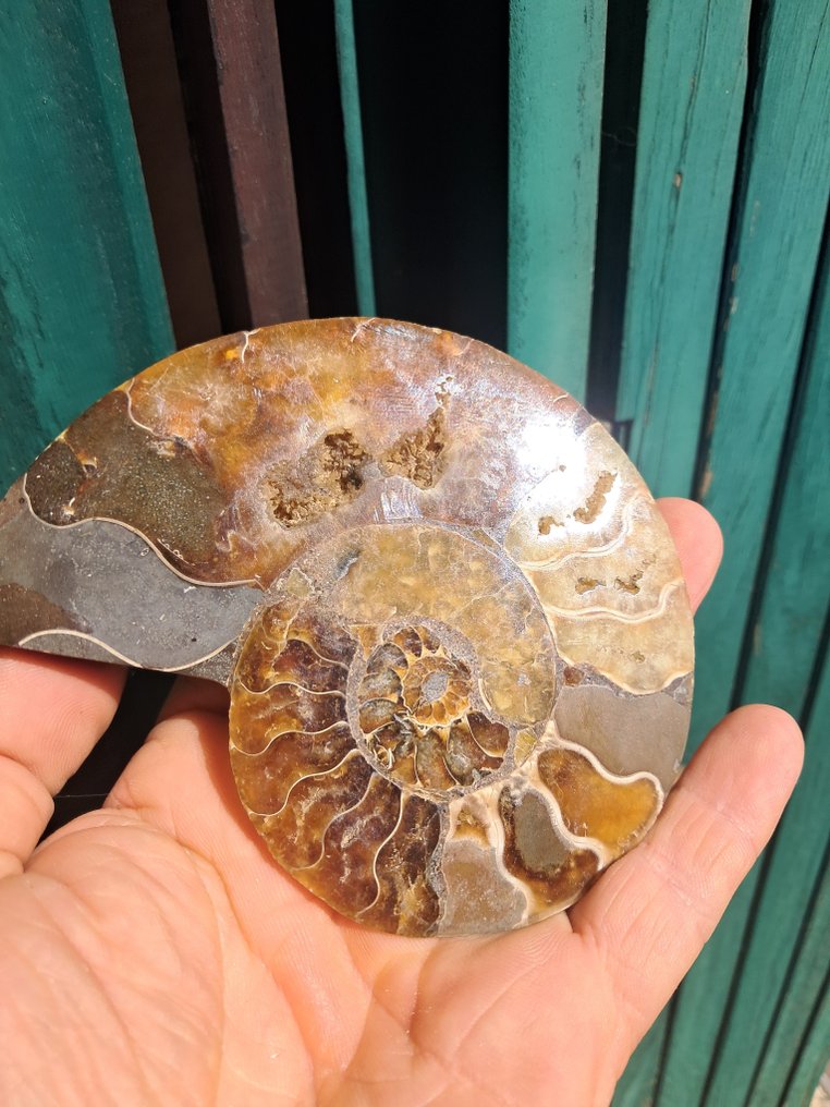 Ammoniitti - Kivettynyt eläin - Aioloceras (Cleoniceras) sp. - 11.4 cm - 8.3 cm (Ei pohjahintaa) #1.0