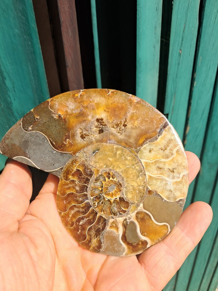 Ammoniitti - Kivettynyt eläin - Aioloceras (Cleoniceras) sp. - 11.4 cm - 8.3 cm (Ei pohjahintaa) #1.0