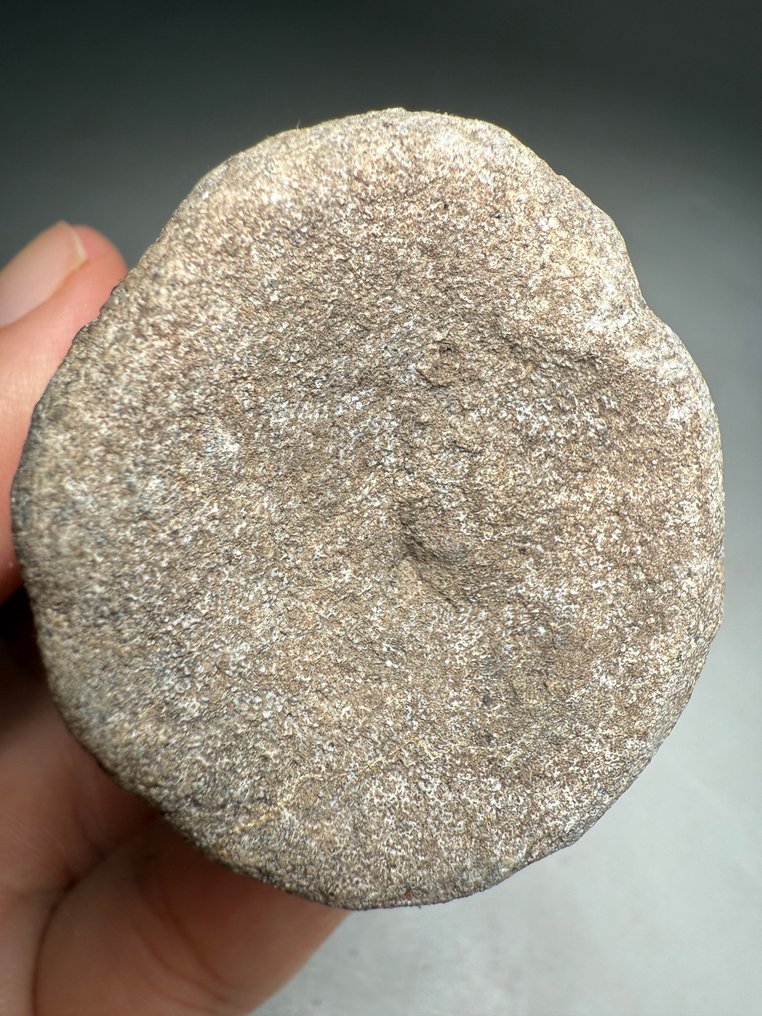 Topp sällsynt okänd theropod dinosaurie bakre svanskotor (svans) vertebra - Fossilt ben #3.2