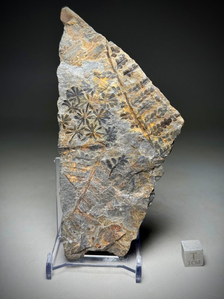 300 Millionen Jahre alter Fossil-Farn - Fossile Sterblichkeitsplatte - Annularia, Diplazite unita #1.0