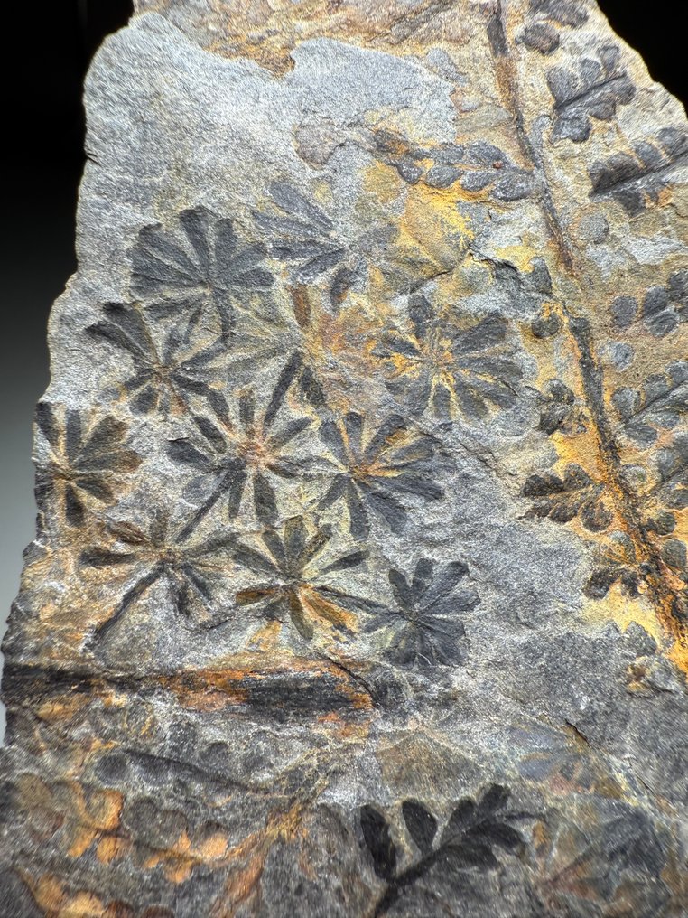 300 Millionen Jahre alter Fossil-Farn - Fossile Sterblichkeitsplatte - Annularia, Diplazite unita #3.2