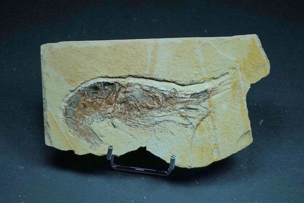 crevette - Animal fossilisé - Carpopenaeus callirostris - 10 cm (Sans prix de réserve) #1.0