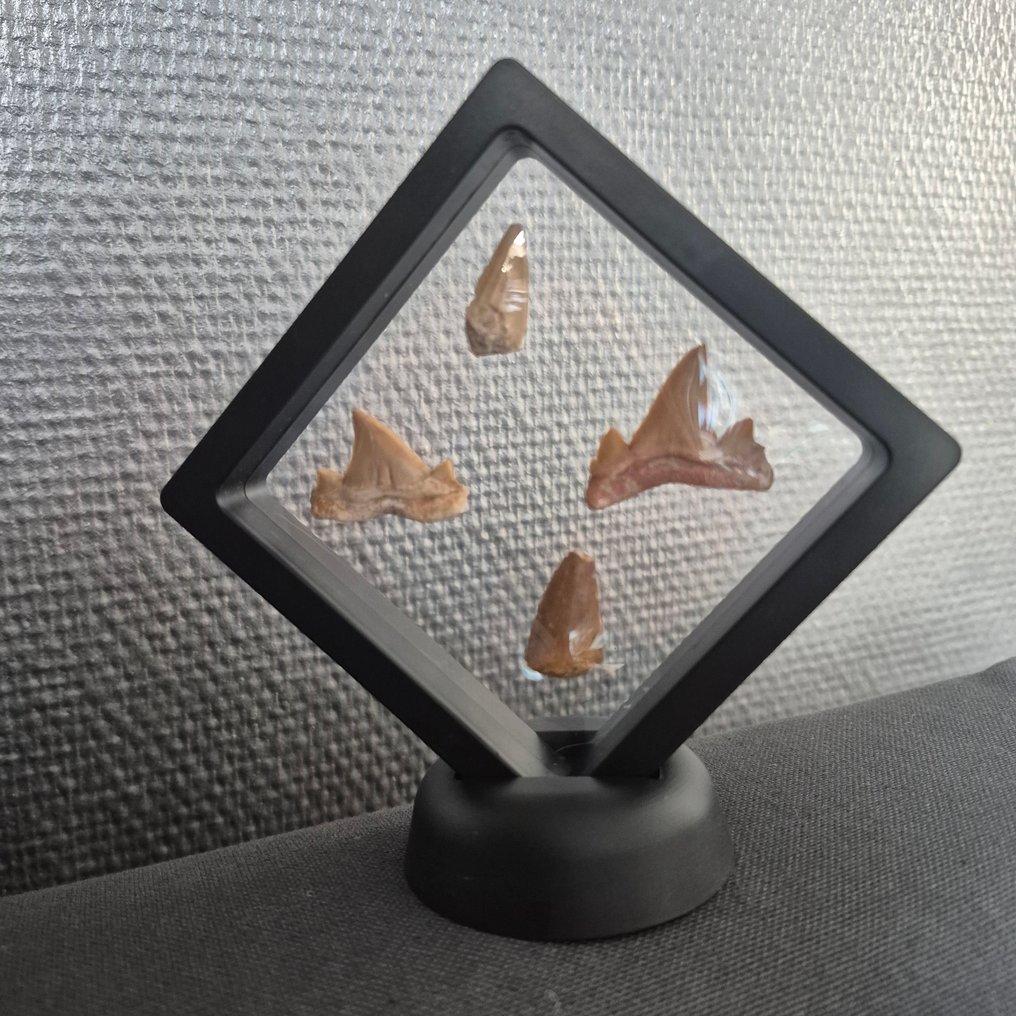 Mosasaur Tooth - Mosasaurus & Otodus Obliquus tanden - 11 cm - 5 cm - 11 cm - (4) #3.2