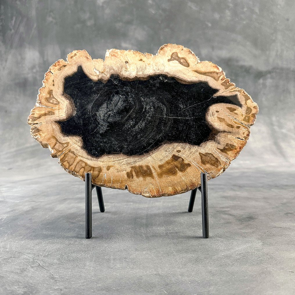 Εντυπωσιακή φέτα πετρωμένου ξύλου σε προσαρμοσμένη βάση. - Απολιθωμένο ξύλο - 26 cm - 31 cm  (χωρίς τιμή ασφαλείας) #2.1