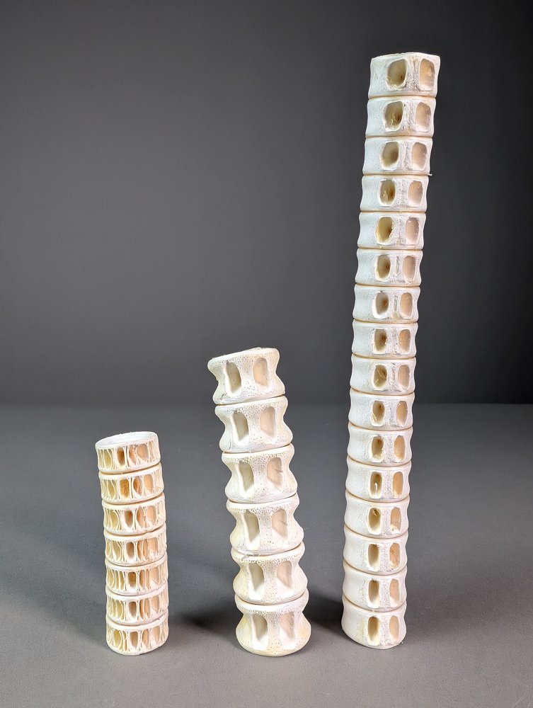 不同寻常的鲨鱼脊椎骨 骨頭 - Carcharhinidae sp. - 2.5 cm - 2.5 cm - 23.7 cm- 《瀕臨絕種野生動植物國際貿易公約》附錄二 - 歐盟附件A - (3) #1.0