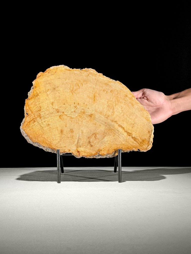 Stunning Slice of Petrified Wood on a custom stand - Fossilised wood  (No reserve price) #1.0