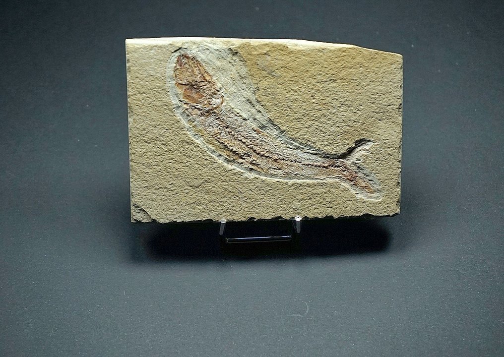 Peixe - Animal fossilizado - Ginsburgia operta - 11 cm (Sem preço de reserva) #1.0