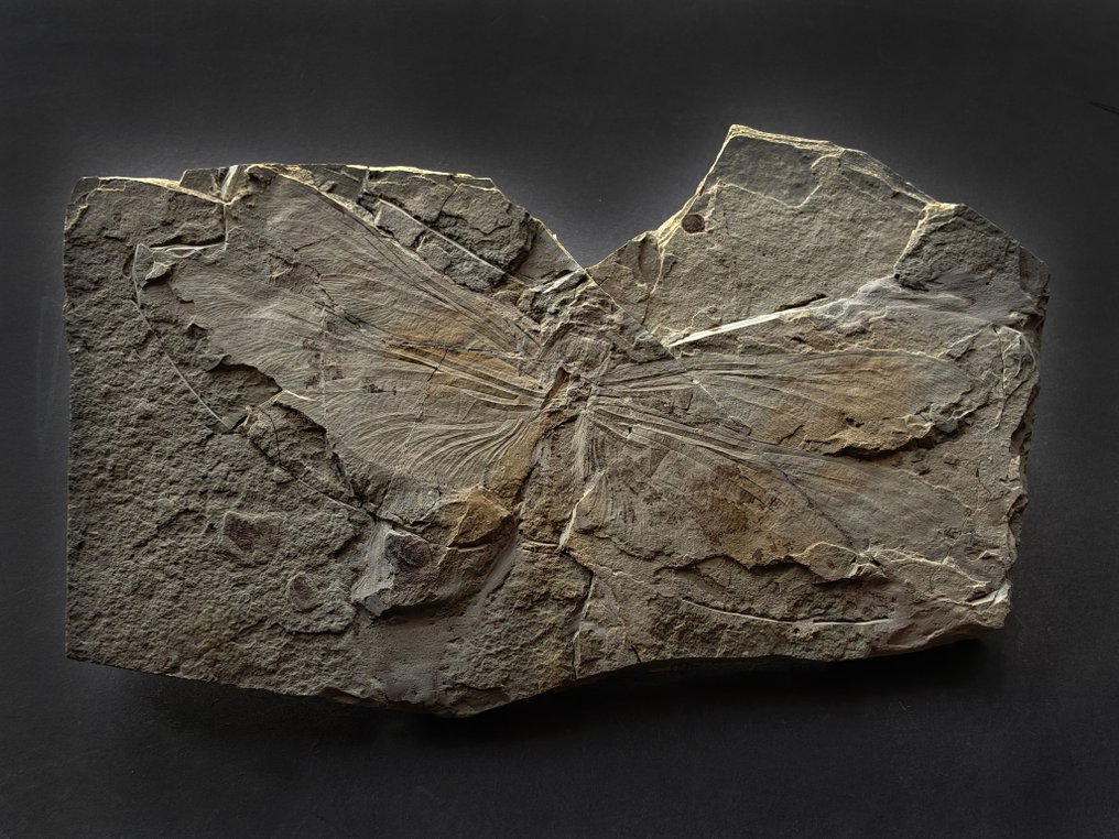 14 cm seltener Libellen-Fossil aus der unteren Kreidezeit. - Fossiler Panzer #1.0