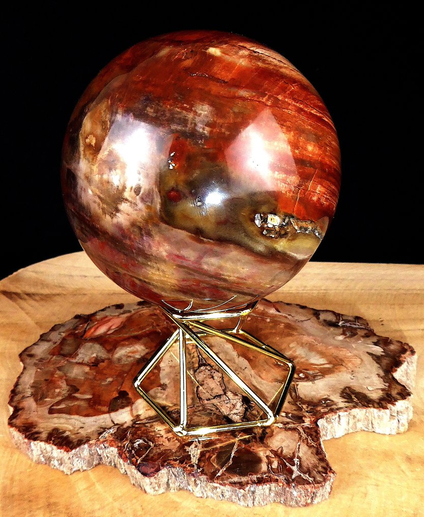 Fossilt trä - Fossiliserat trä - Araucaria - 15.5 cm - 11.5 cm (Utan reservationspris) #4.3