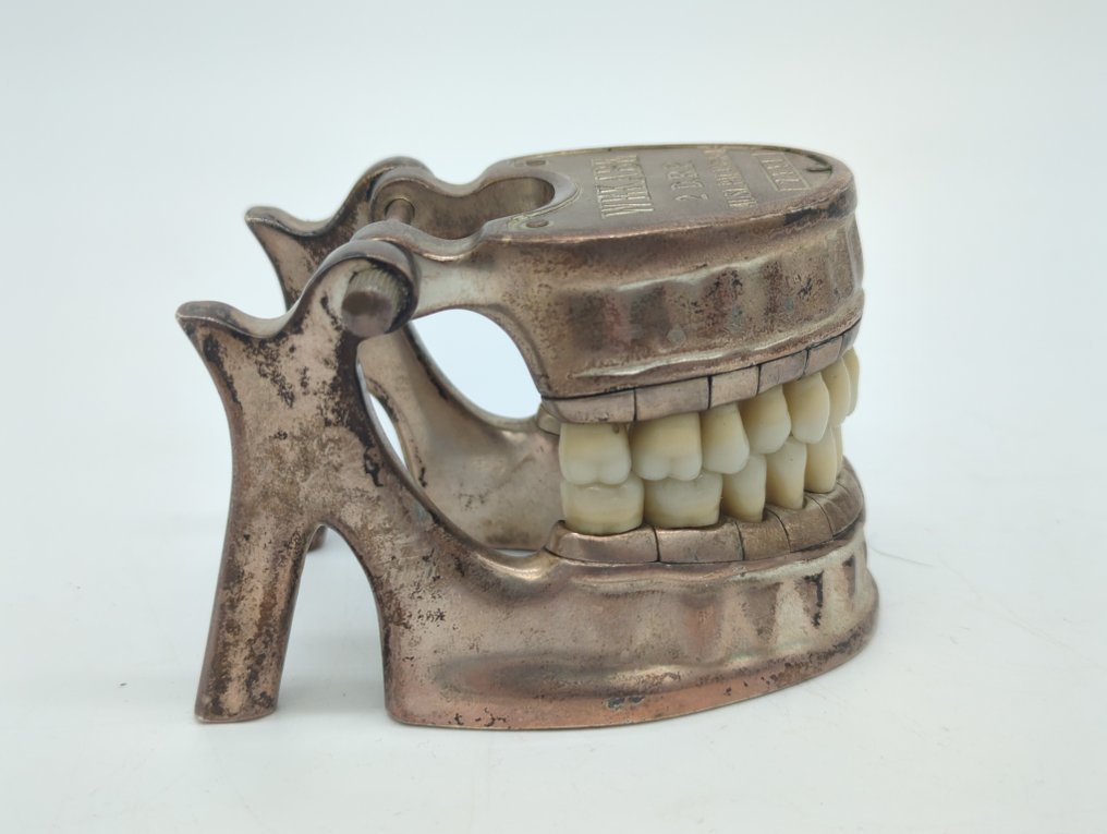 Wekabe dental model Set of teeth - Zahnärztliches Artikulator- und Trainingsmodell mit Emaillezähnen - 7441 - 6.5 cm - 7.5 cm - 0 cm #3.2