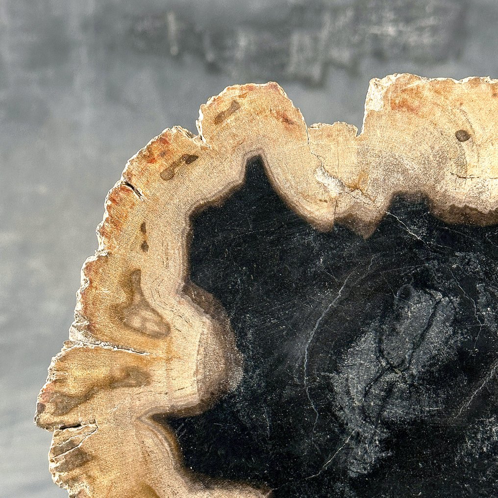 Εντυπωσιακή φέτα πετρωμένου ξύλου σε προσαρμοσμένη βάση. - Απολιθωμένο ξύλο - 26 cm - 31 cm  (χωρίς τιμή ασφαλείας) #3.2