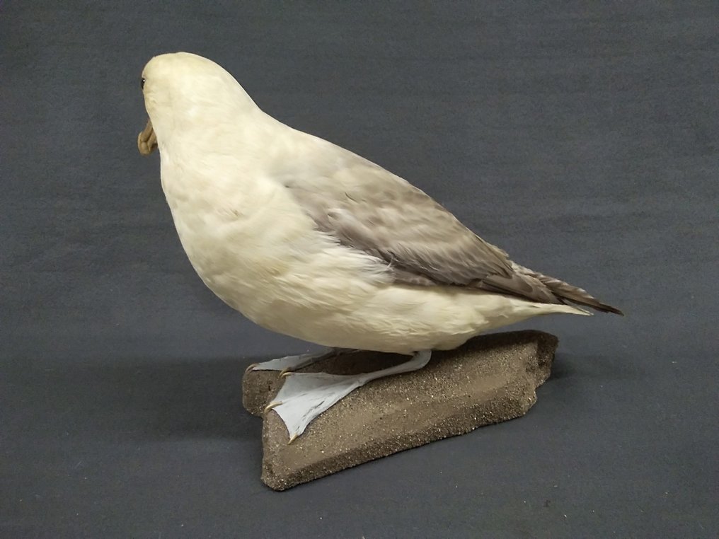 Fulmar Allestimento tassidermico a corpo intero - Fulmarus glacialis - 27 cm - 35 cm - 18 cm - Specie non CITES - 1 #2.1