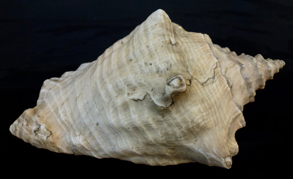 Crustacea Clam - Familie Strombidae - Charonia - Haliotidae  (No reserve price) #4.3