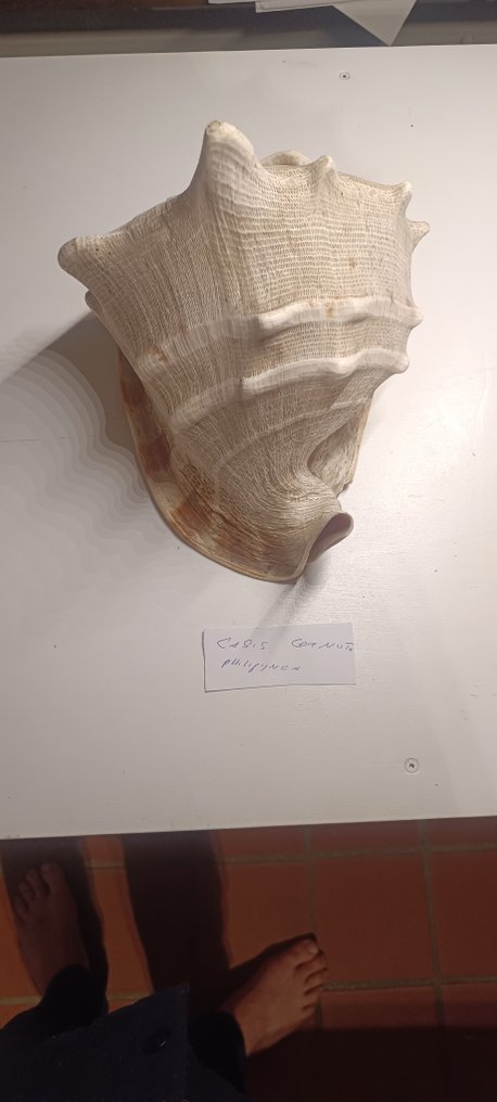 Konkylie Havskal - Cassis Cornuta  (Ingen mindstepris) #4.3