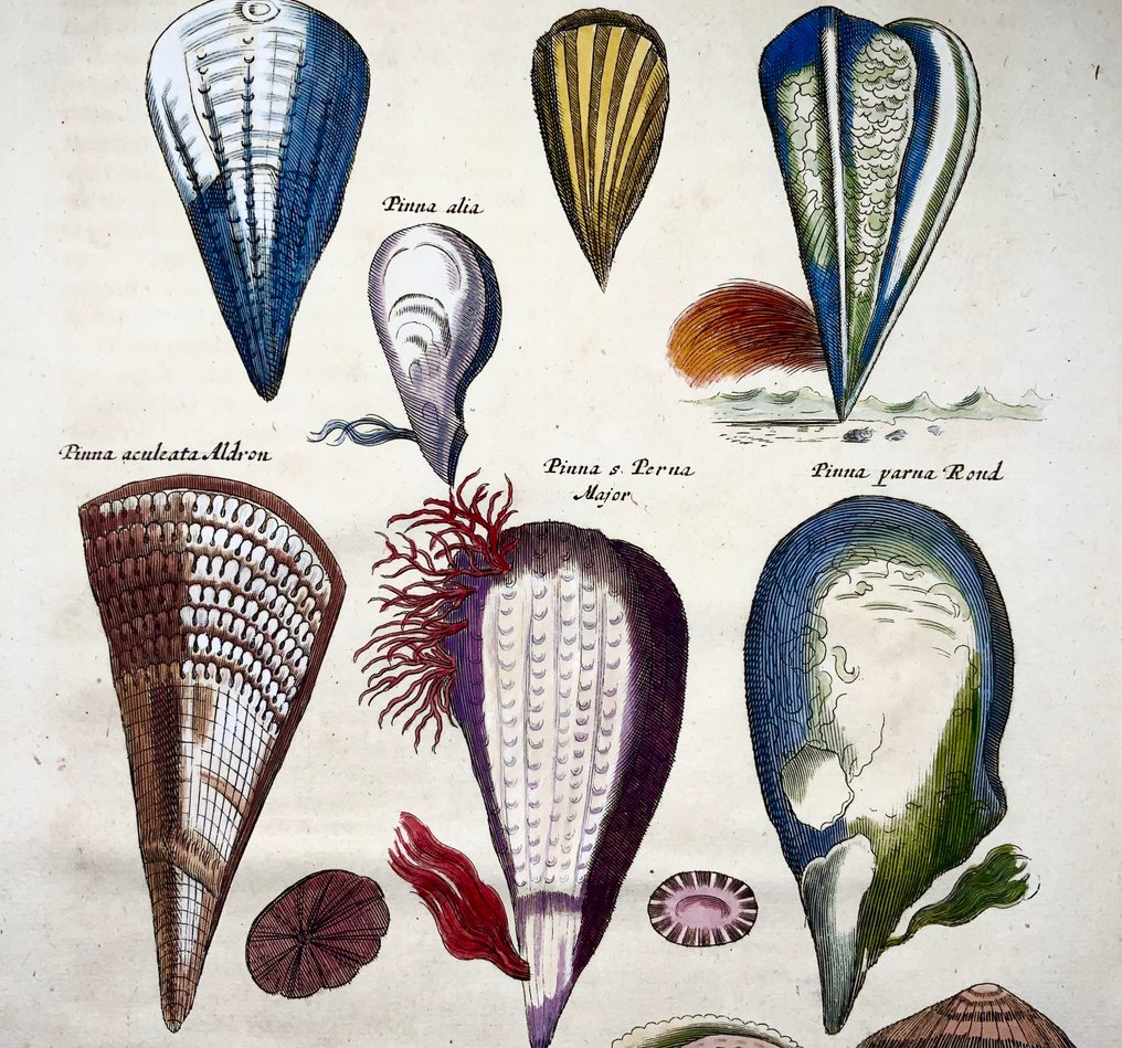 Matthäus Merian (b1593) Hand coloured folio, Marine Life: Pen Shells, Pinna, Patella - 1657 #1.0