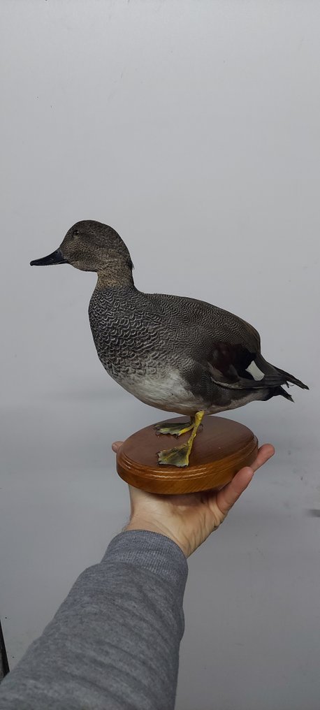 鸭 动物标本剥制全身支架 - Gadwall - 30 cm - 30 cm - 30 cm - 非《濒危物种公约》物种 #1.0