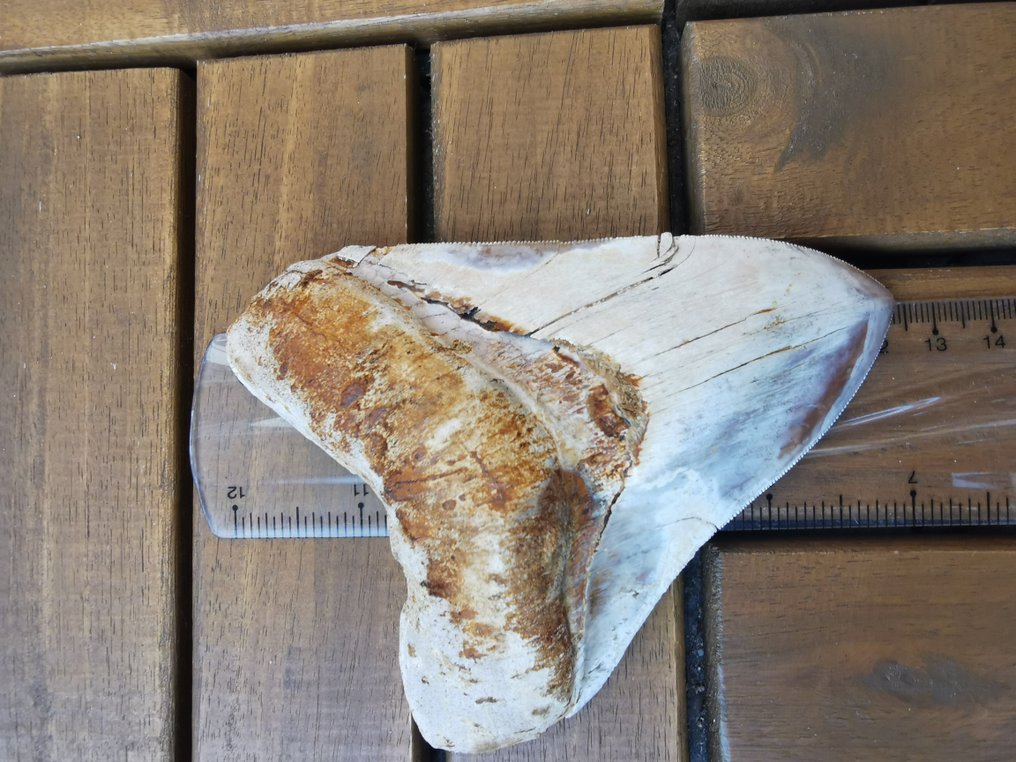 巨齿鲨 - 牙齿化石 - 12.3 cm #2.1