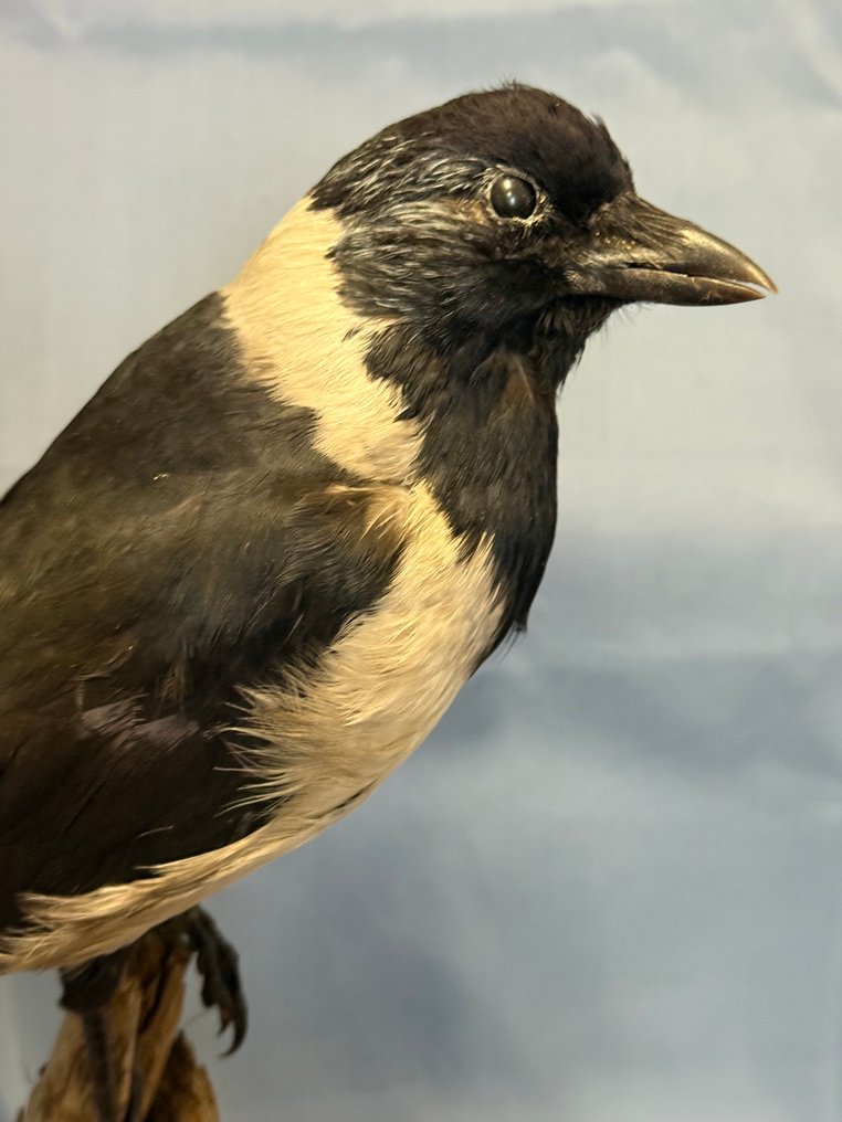 Taccola della Dauria Βάση ταρίχευσης ολόκληρου σώματος - Coloeus dauuricus (with proof of legal origin) - 25 cm - 10 cm - 45 cm - Είδη που δεν ανήκουν στο CITES #1.0