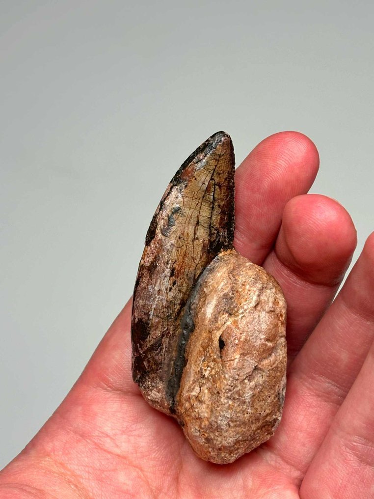 Theropod - Dinte fosilă - 7 cm - 3.5 cm #1.0