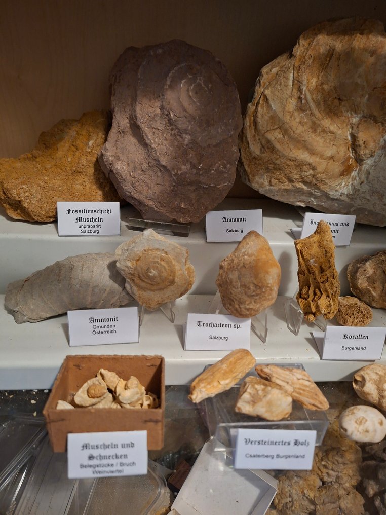 Alte Fossiliensammlung über 30 Stück - Fossil-Matrix (Ohne mindestpreis) #1.0