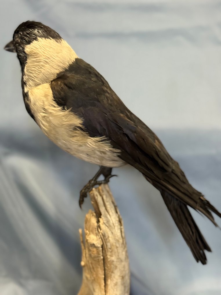 Taccola della Dauria Βάση ταρίχευσης ολόκληρου σώματος - Coloeus dauuricus (with proof of legal origin) - 25 cm - 10 cm - 45 cm - Είδη που δεν ανήκουν στο CITES #4.3