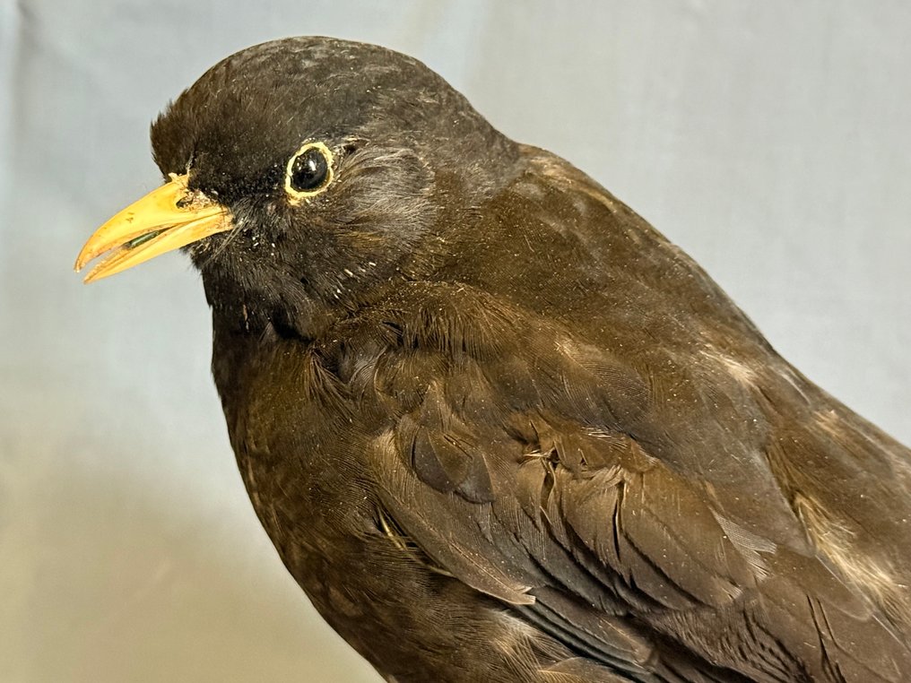 Kos Eksponat taksydermiczny (całe ciało) - Turdus merula (with proof of legal origin) - 15 cm - 5 cm - 22 cm - Gatunki inne niż CITES #2.1