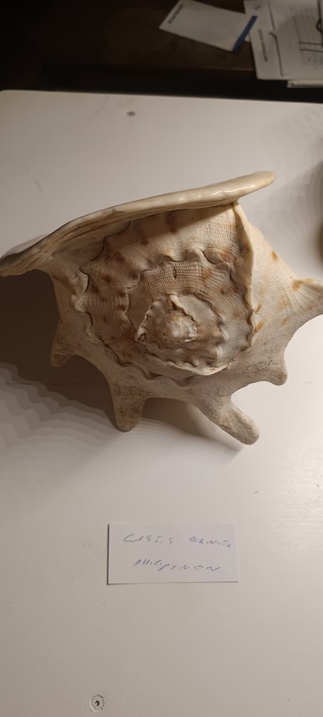 Cassis Cornuta Sea shell - Cassis Cornuta  (No reserve price) #3.2