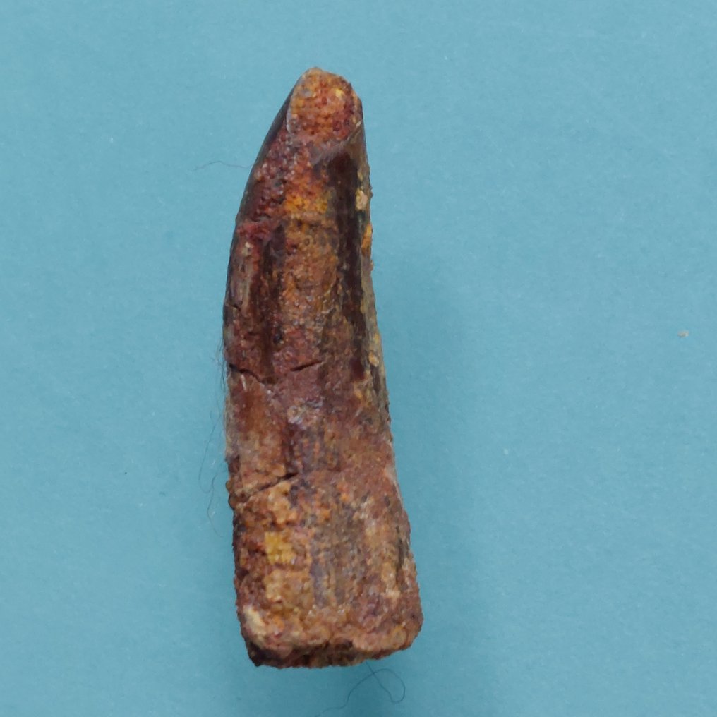 Rarer tooth of Rebbachisaurus, 28 mm. - Fossil tooth - 34 mm - 10 mm  (No reserve price) #2.1