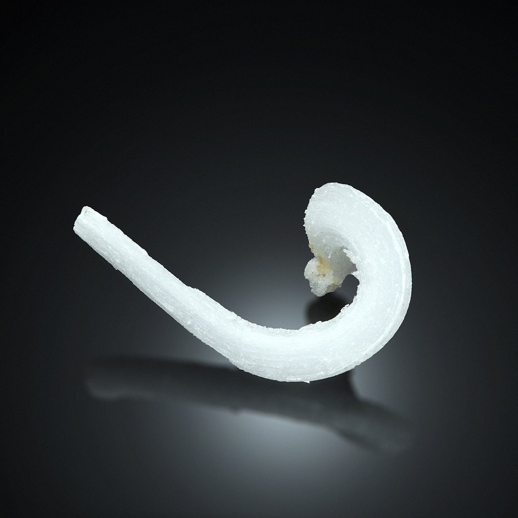 Intense Twisted Ram's Horn FIBROUS GYPSUM var SELENITE from Liupanshui, China Crystal - Height: 9.5 cm - Width: 5.7 cm- 33 g #1.0