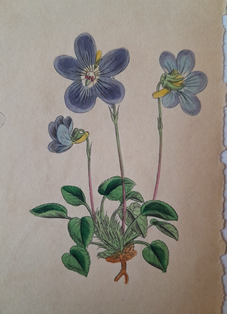 James Sowerby, London - English Botany -  a selection of n. 21 handcoloured plates - 1849 #2.1